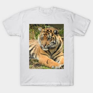 Sumatran Tiger Cub T-Shirt